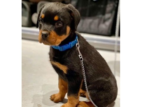 Iyisi değil en iyisi rottweiler kapıda ödeme mevcuttur