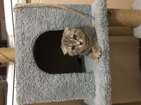 Scottish fold dişi