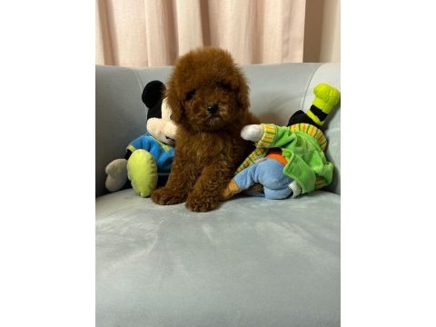 Toy poodle bebek köpekler