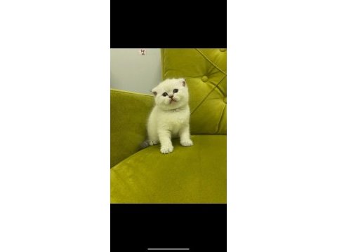 Scottish fold british kardeşler