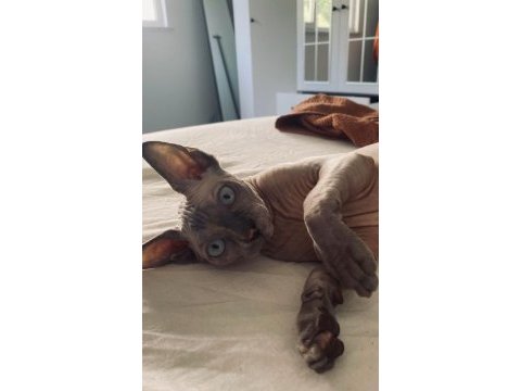 Sphynx (sfenks)
