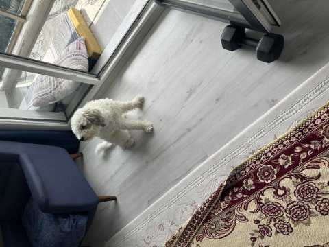 Ücretsiz orjinal terrier maltese