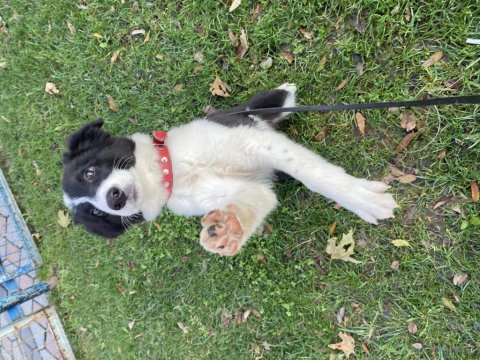 Eğitimli yavru border collie