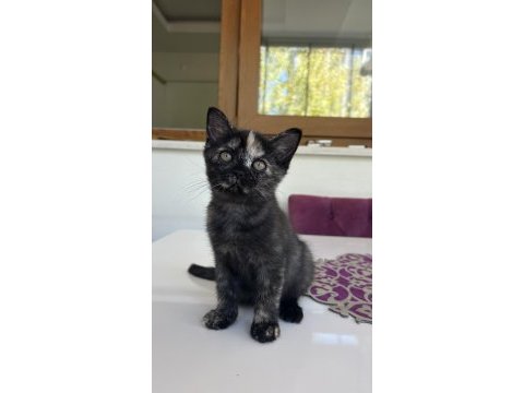 2 aylık yavru british shorthair