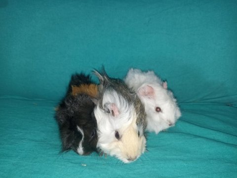 Kapıya teslim guinea pig setleri