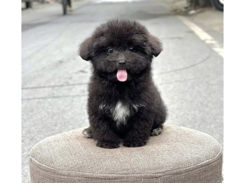 Maltipoo kızımız siri