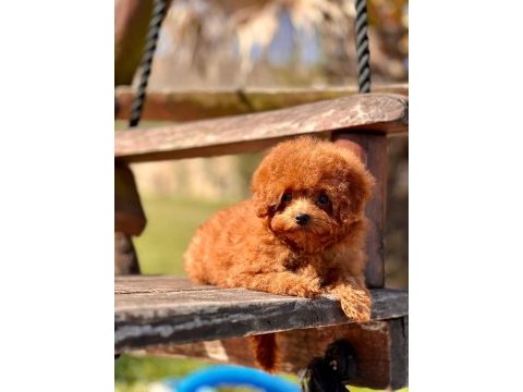 Oyuncak ayıcık görünümlü red poodle yavrularımız 