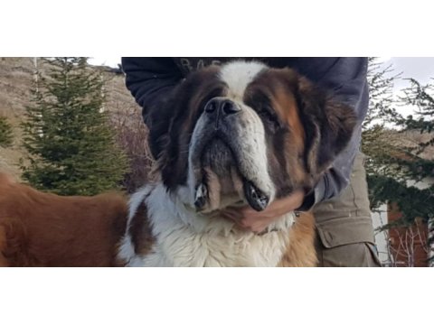 Mükemmel saint bernard böylesi yok