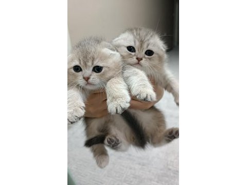 Scottish fold 2 aylık