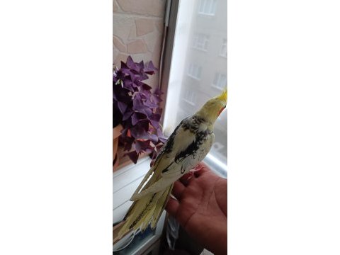 Ev üretimi ele alışık sultan papağanı yavruları
