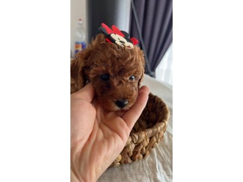Sağlık ve ırk garantili tam toy poodle minikler