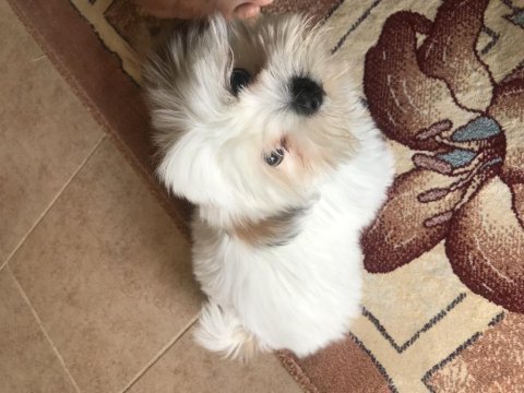 Tatlış shih tzu