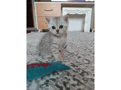 British shorthair yavrularımız