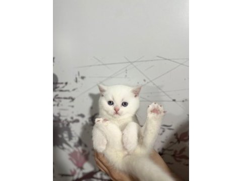 8 tane scottish fold yavrular 2 aylık