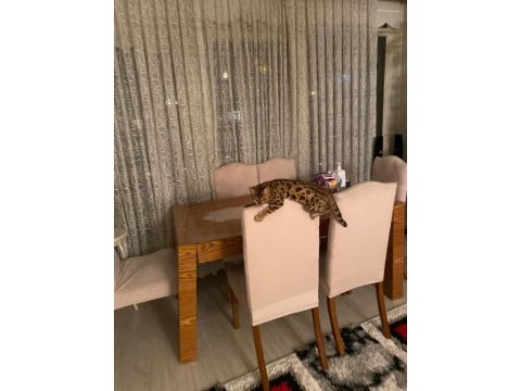 6 aylık uysal çok değerli bengal kedisi