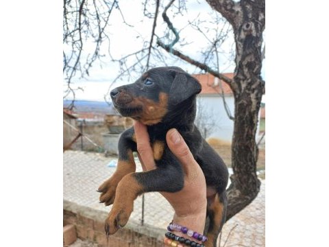 King doberman estetikli ve estetiksiz