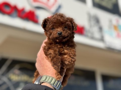 Petmode köpek çiftliğinde tea cup poodle yavrular