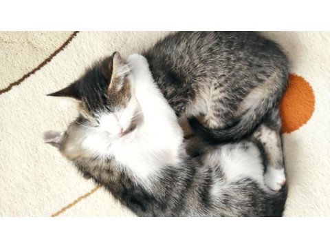 Tekir isveç orman kedisi karışımı