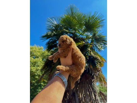 Redbrown toypoodle 