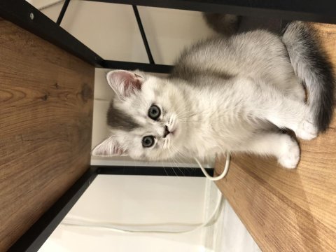 2 aylık british shorthair yavru
