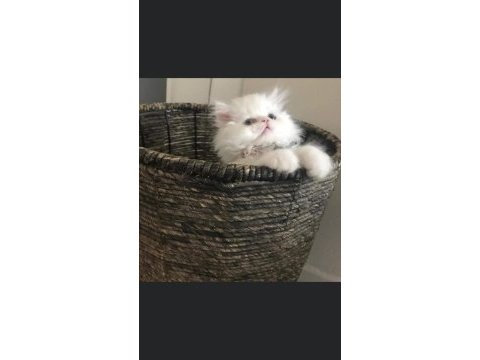 Duygularınızı değiştirecek chinchilla bebişlerim