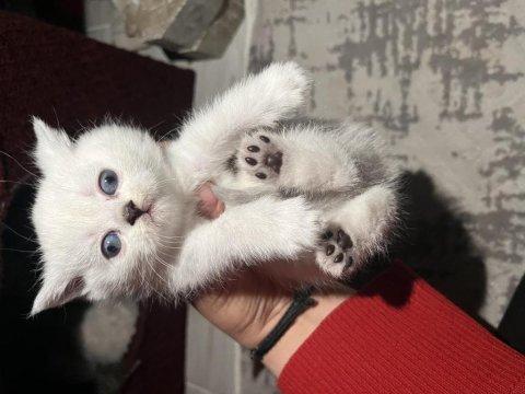 Bir aylık yavru british shorthair