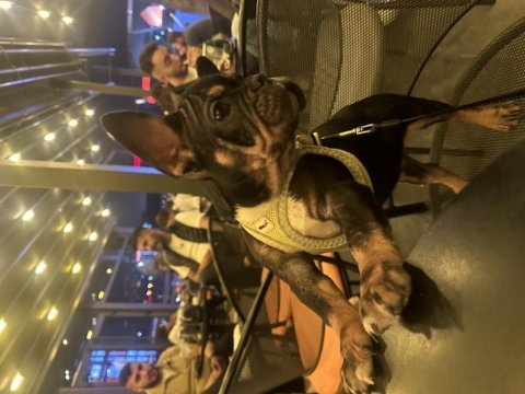 Egzotik micro dişi black tan french bulldog