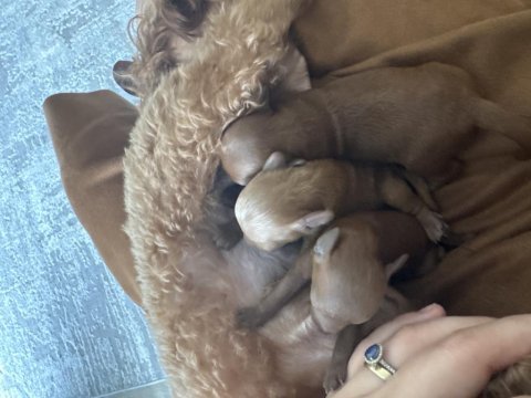 Premium kore toy poodle yavrular