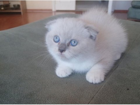 Boncuk gözlü scottish fold bebeklerim