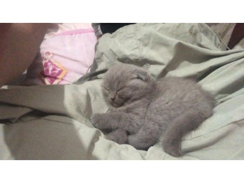 Scottish fold iki kardeş