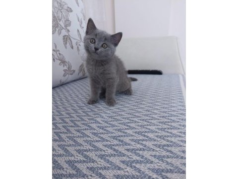 Yavrularımı mama karşılığı sahiplendiricem