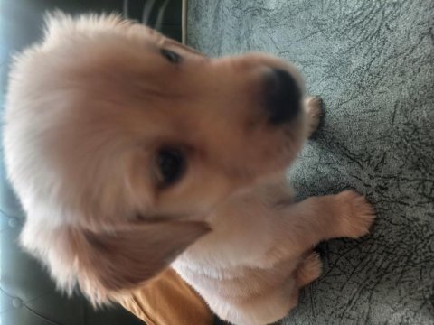 Sevimli yavru golden retriever