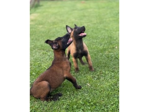 Üst kalite elçika malinois yavruları