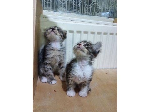 Kırık kulak kediler