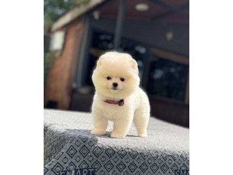Sağlık ve ırk garantili pomeranian