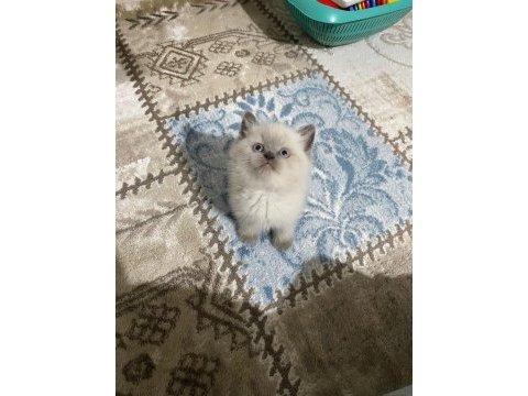 Çok acil geleni üzmem a kalite blue point erkek kedimiz