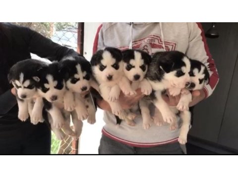 Üst kalite husky (sibirya kurdu) yavrular