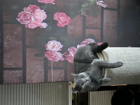 British shorthair erkek kısır çipli