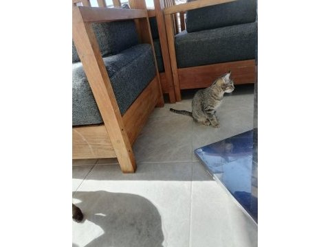 3 aylık dişi tekir yavru