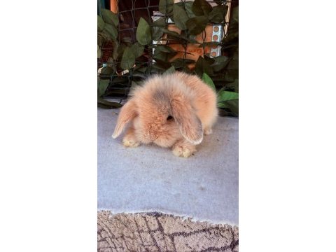 Safkan hollanda teddy lop tavşanları