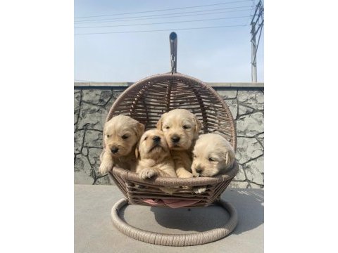 Baby face golden retriever