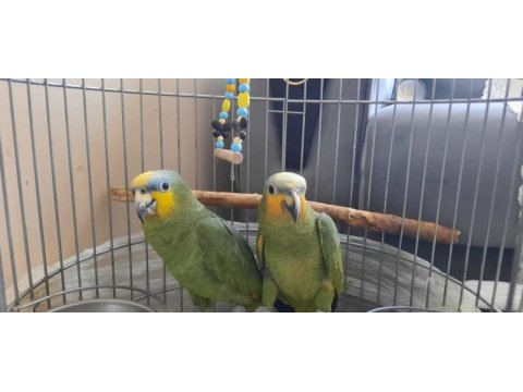 1 yaşında dişi erkek amazon papağanı