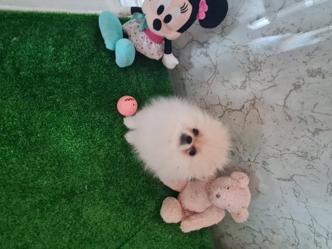 Show kalite pomeranian boo