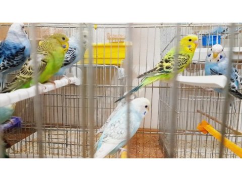 Yavru ve yetişkin muhabbet kuşu