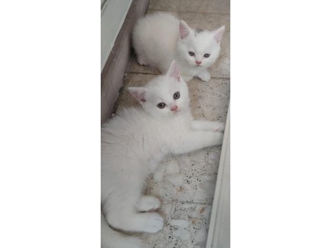 Kar beyaz british shorthair böyle güzellik yok