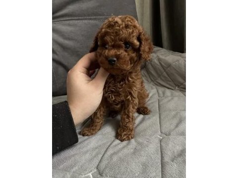Poodle yavrular