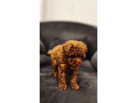 Poodle bebekler
