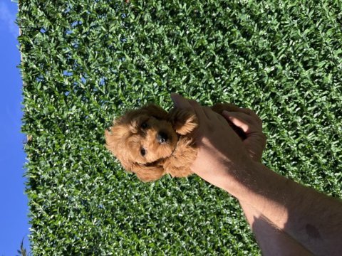 Poodle ayarında kaliteli yavrum yeni ailesini arıyor