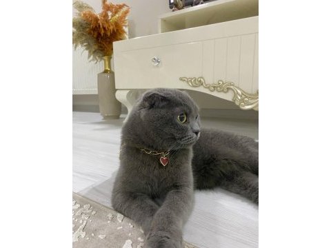 4 yaşında scottish fold (kısırlaştırılmış)