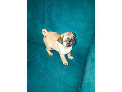 Orjinal pug yavru 2 aylık erkek